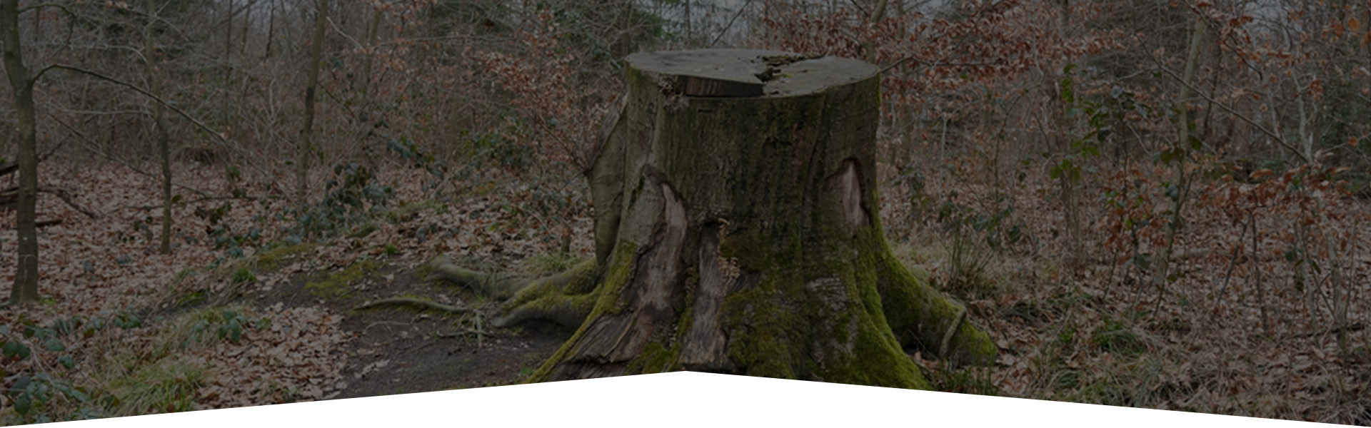 stump removal service slider