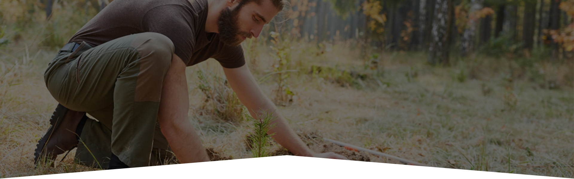 tree planting