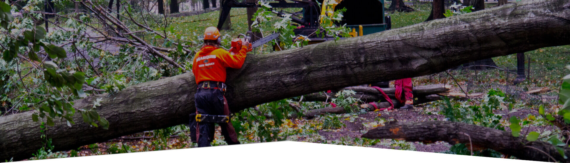 tree cutting