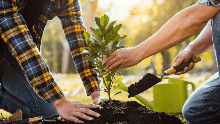 A small tree being planted in healthy soil.