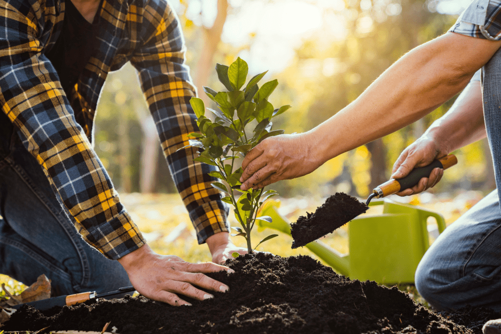 A small tree being planted in healthy soil.