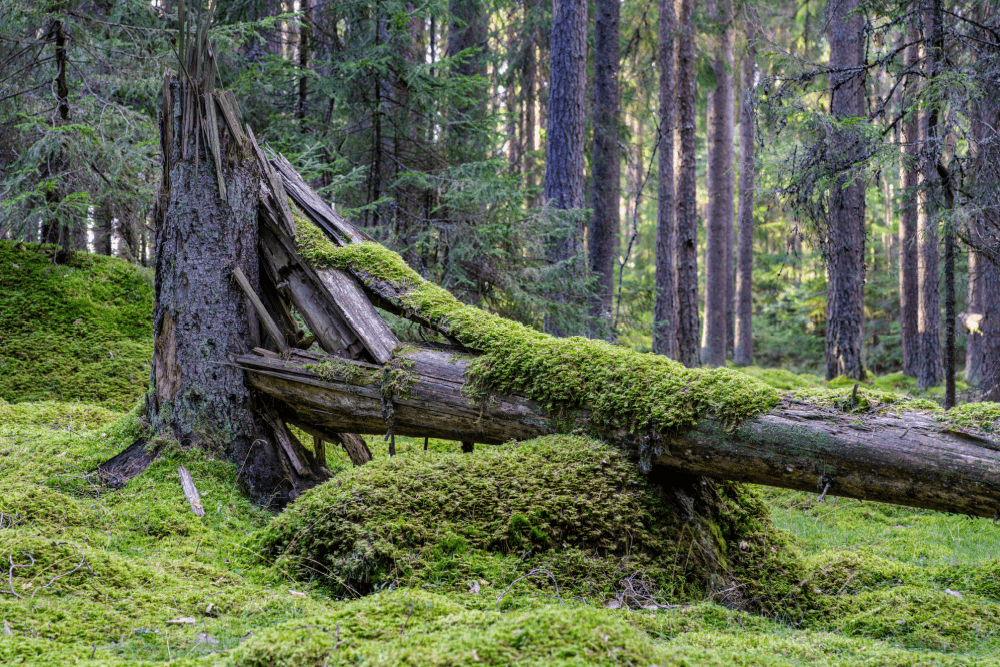A dead tree providing nutrients to the soil. 