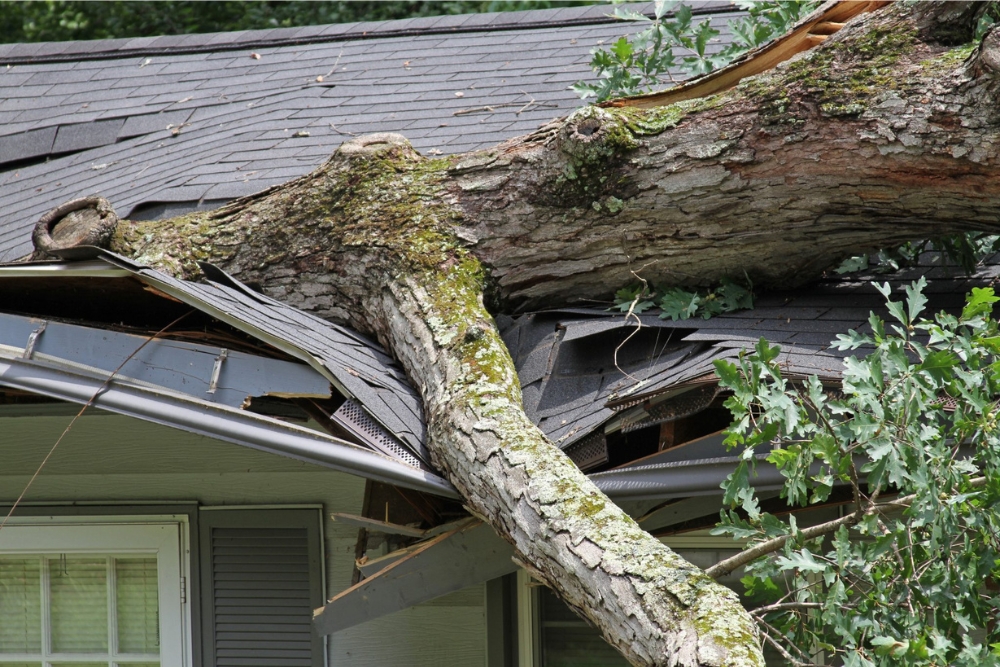 dead and dangerous tree on roof