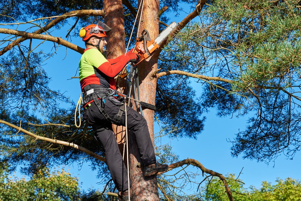 man cutting down tree