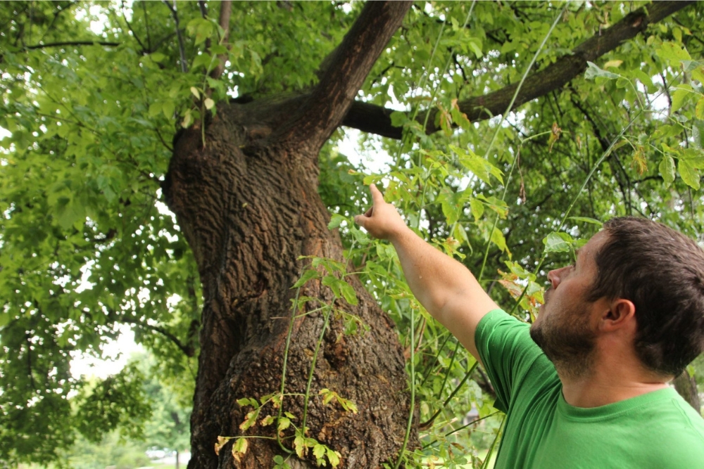 man pointing at tree to remove