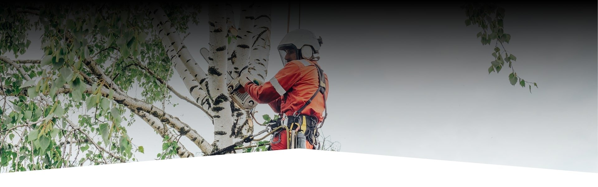Tree cutting