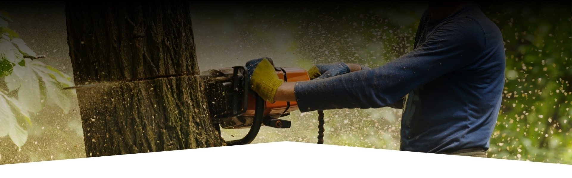 Tree cutting