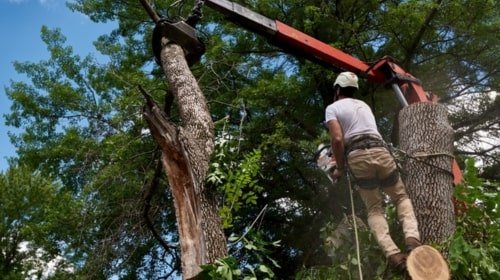 tree cabling