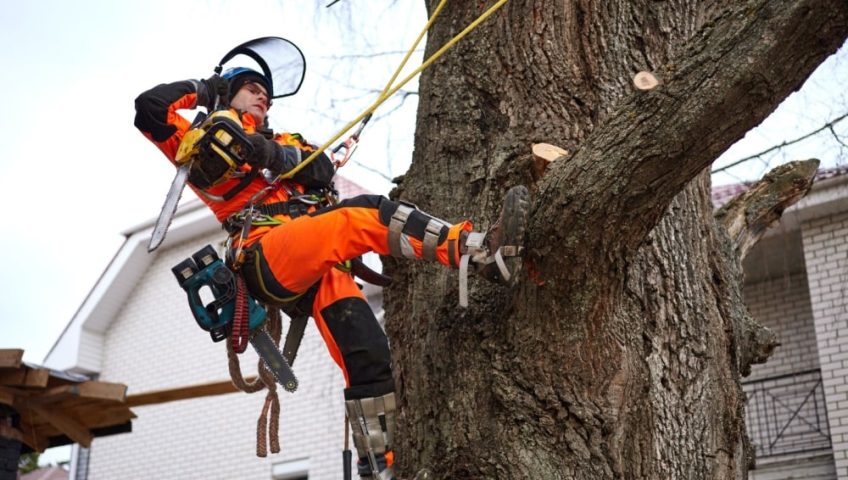 A tree arborist removes an emergency tree