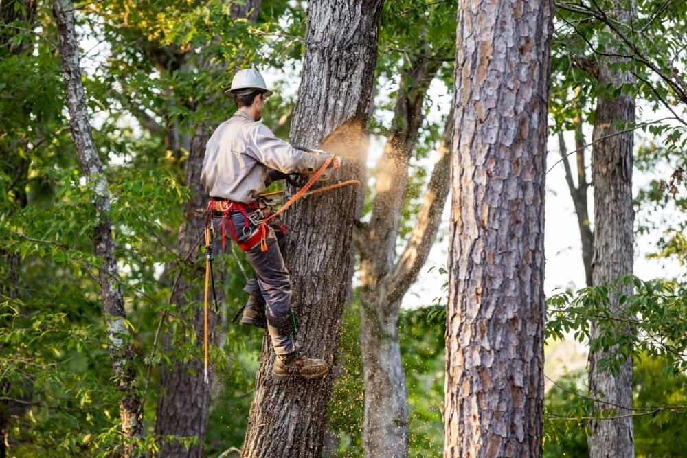 Tree arborist cutting tree down, while wearing safety gear.