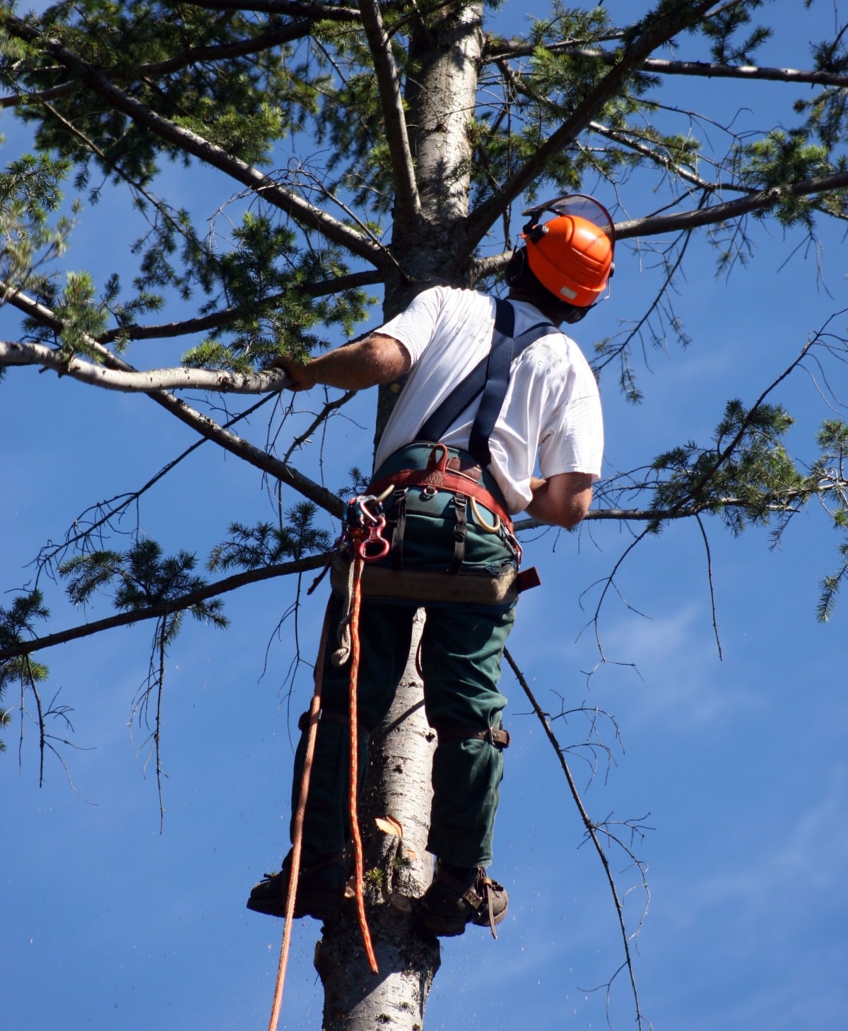profession tree pruning