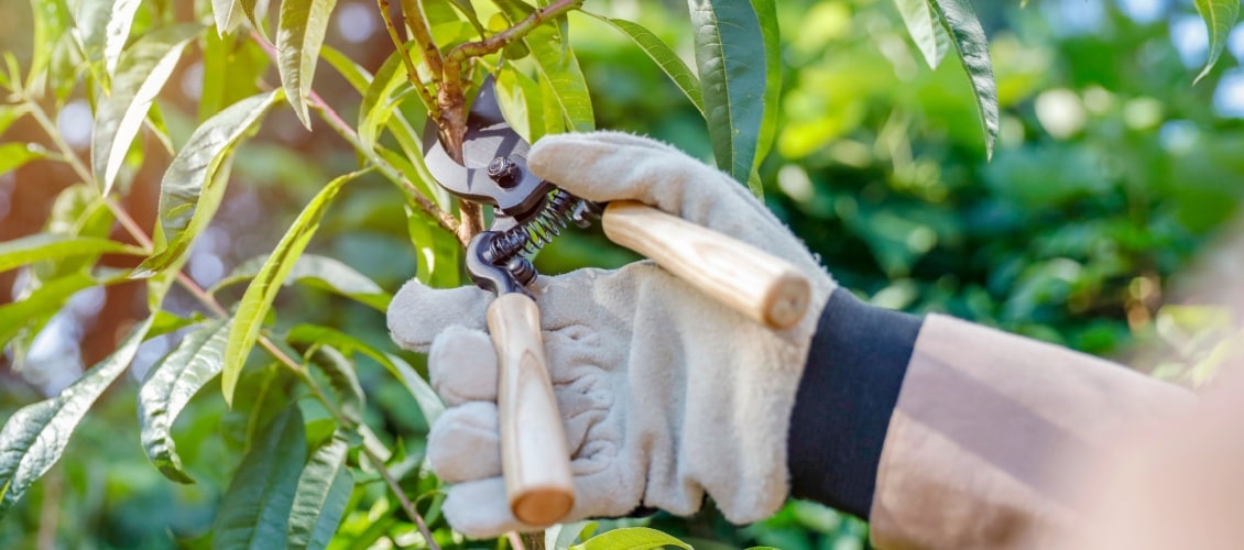 woman with garden gloves pruning tree
