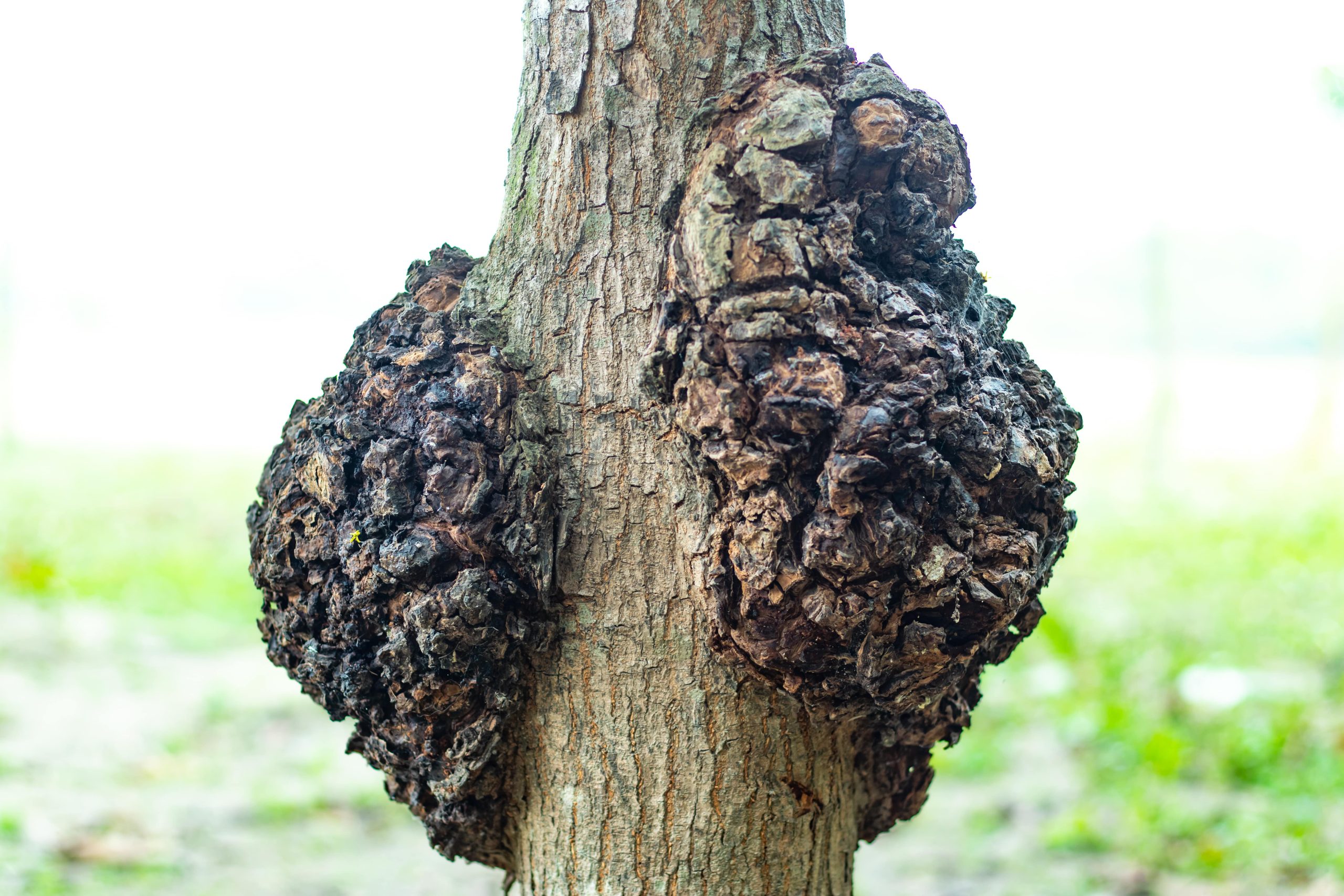 Black Knot Fungus