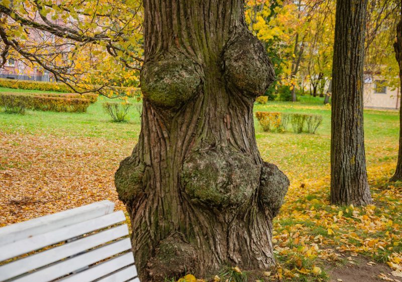 Black Knot on a tree in a park