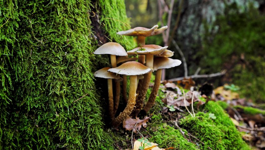 Mushrooms growing on a tree