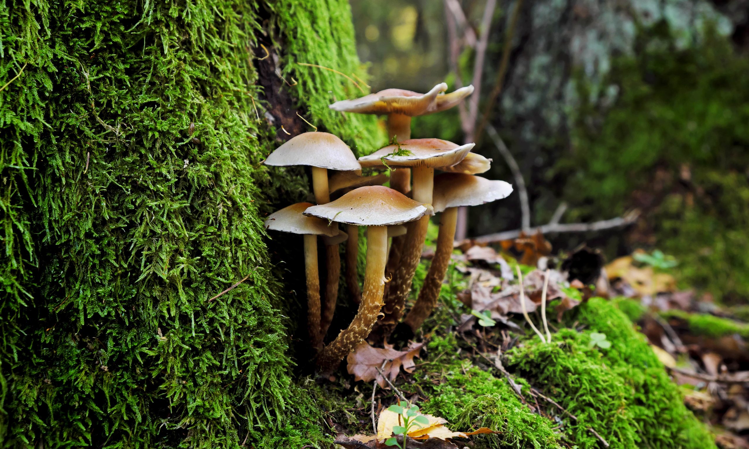 Mushrooms growing on a tree